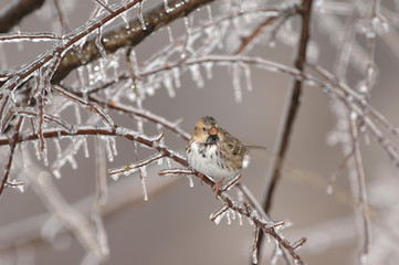 A small sparrow bird perches on an ice covered branch 