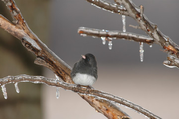 A small dark-eyed junco perched on an icy branch 