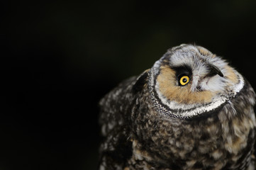 An owl looks up