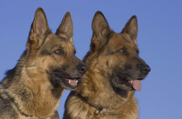 Germany sheepdog portrait