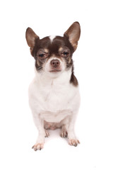 very nice chihuahua on the white background