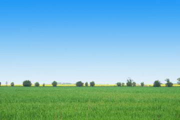 spring czech country with the green grass and blue sky