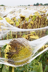 sunflowers covered of nets, a field of sunflowers