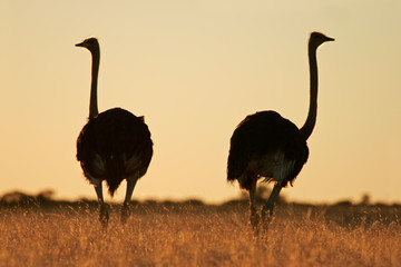 Naklejka premium Ostriches (Struthio camelus)