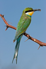 Swallow-tailed bee-eater (Merops hirundineus)