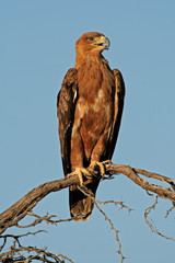Tawny eagle (Aquila rapax)