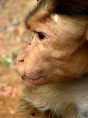 Monkey Face