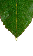 leaf with a drop. Isolation on white