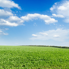 Fototapeta na wymiar Zielone pola, błękitne niebo, białe chmury. Krajobraz.