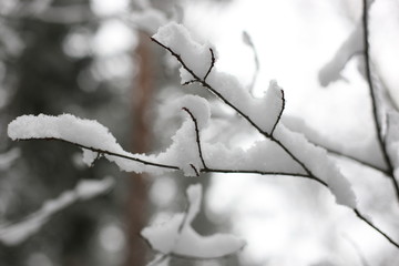 Snowy birch tree branch in cold North Europe winter