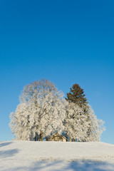 petite chapelle sous les arbres et la neige