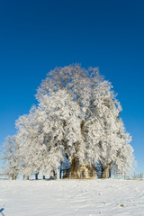 petite chapelle sous les arbres et la neige