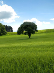 Obraz premium Lone tree in a green field, blue sky
