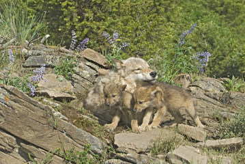 Gray wolf with her cubs at den. Photographed in Montana
