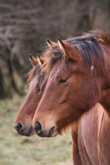 Fototapeta premium Je vois double
