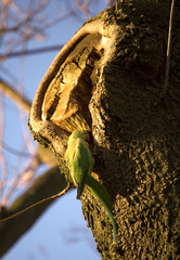 parrot on the tree