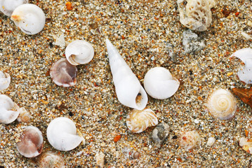 Shells in the beach sand