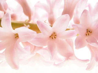 Photo sur Plexiglas Macro Close-up de pétales de jacinthe sur fond blanc