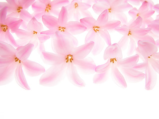 Fototapeta na wymiar Close-up of hyacinth petals against white background