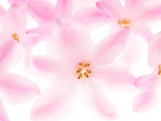Photo sur Plexiglas Macro Close-up de pétales de jacinthe sur fond blanc