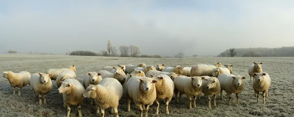 Papier Peint photo Lavable Moutons moutons
