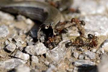 Waldameisen beim zerlegen ihrer Beute