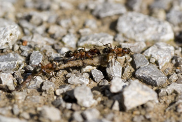 Waldameisen beim zerlegen ihrer Beute