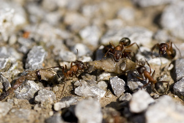 Waldameisen beim zerlegen ihrer Beute