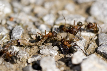 Waldameisen beim zerlegen ihrer Beute