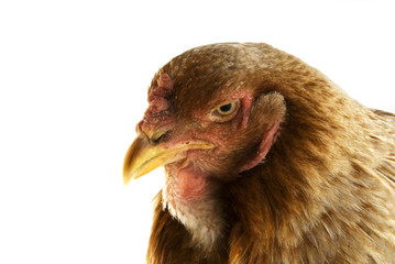 isolated head of a brown chicken