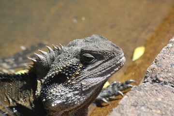 water lizard