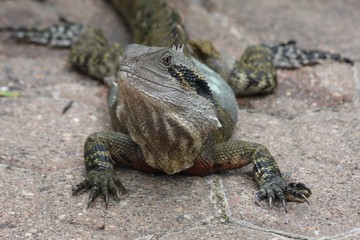 water lizard 2