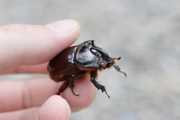 a beetle named rhinoceros (cervus) in the hand