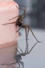 Nahaufnahme einer Haus- und Winkelspinne