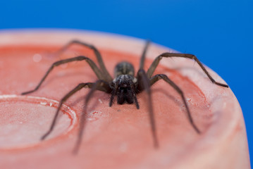 Nahaufnahme einer Haus- und Winkelspinne