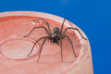 Nahaufnahme einer Haus- und Winkelspinne