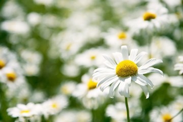 Daisy standing out in a field of flowers