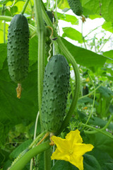 Cucumber growing on a vine in a rural green house