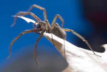 Nahaufnahme einer Haus- und Winkelspinne