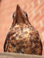 young blackbird