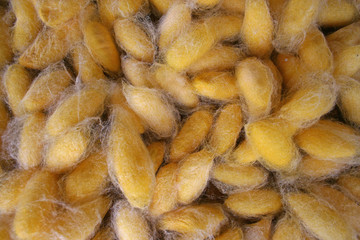 Colse up of the yellow cocoons made by the silkworm