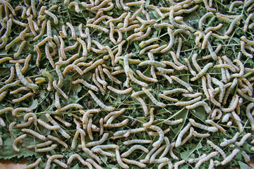 Hundreds of silkworms feeding on a mulberry leaves