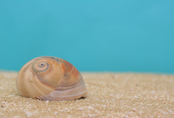 Sea Shell on Sand With Blue Background