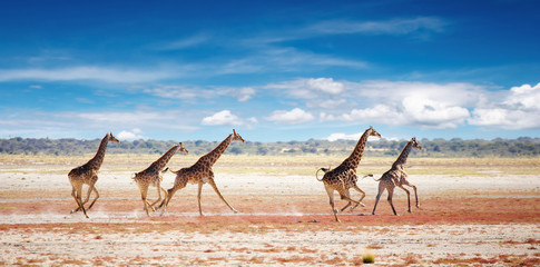 Herd of giraffes in african savanna, Etosha N.P., Namibia - obrazy, fototapety, plakaty