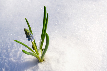 Spring flower in the snow - 5680831