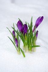 Plakat Wiosna kwiat w śniegu