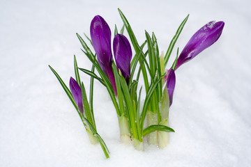 Fototapeta na wymiar Wiosna kwiat w śniegu