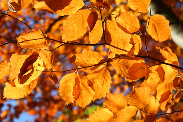 close-up of bright vivid fall leaves