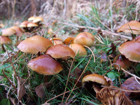Group of mushrooms growing wild in the New Forest,UK