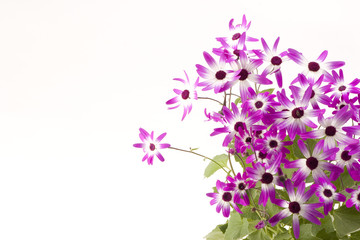 Obraz premium Senetti Magenta Bi-Color